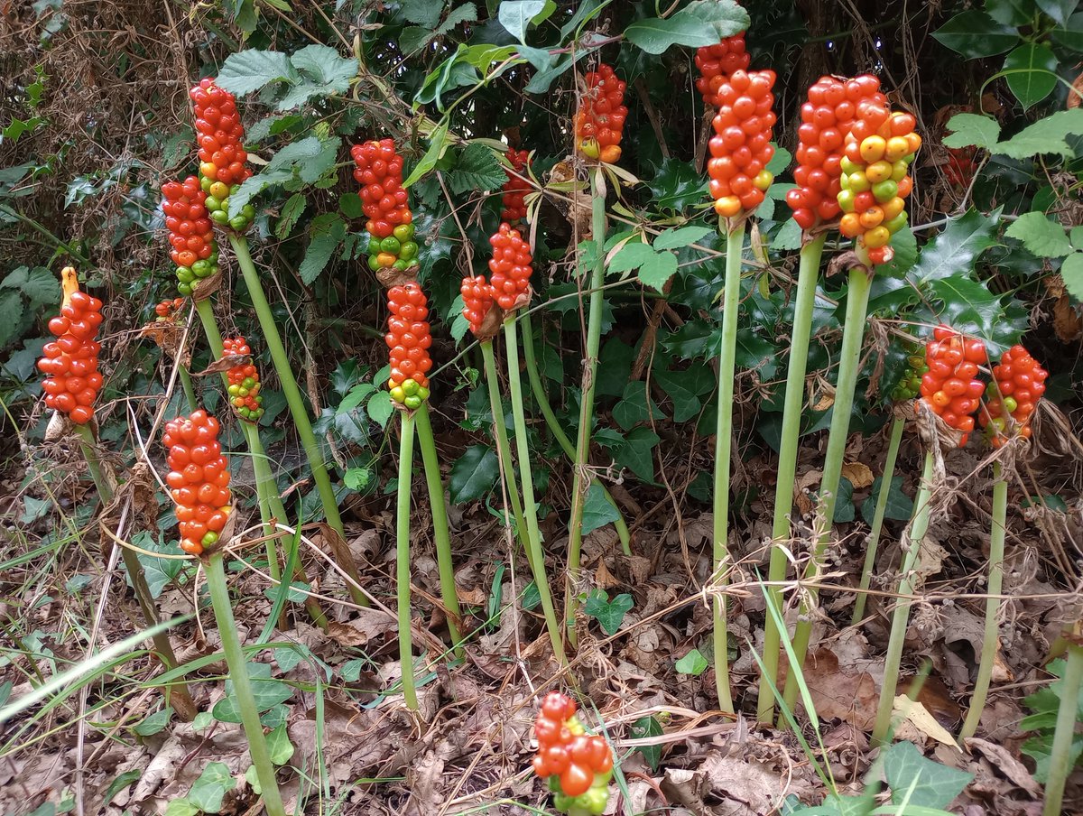 PurbeckWild's tweet photo. As world leaders gather for their 'school photo'...  (Demagoguery never looked this good.)

#wildflowerhour #lordsandladies #wildarum #cuckoopint #worldpolitics #G20 #twitternaturecommunity #fruitingbodies #ripe https://t.co/hJyVP9dDmG