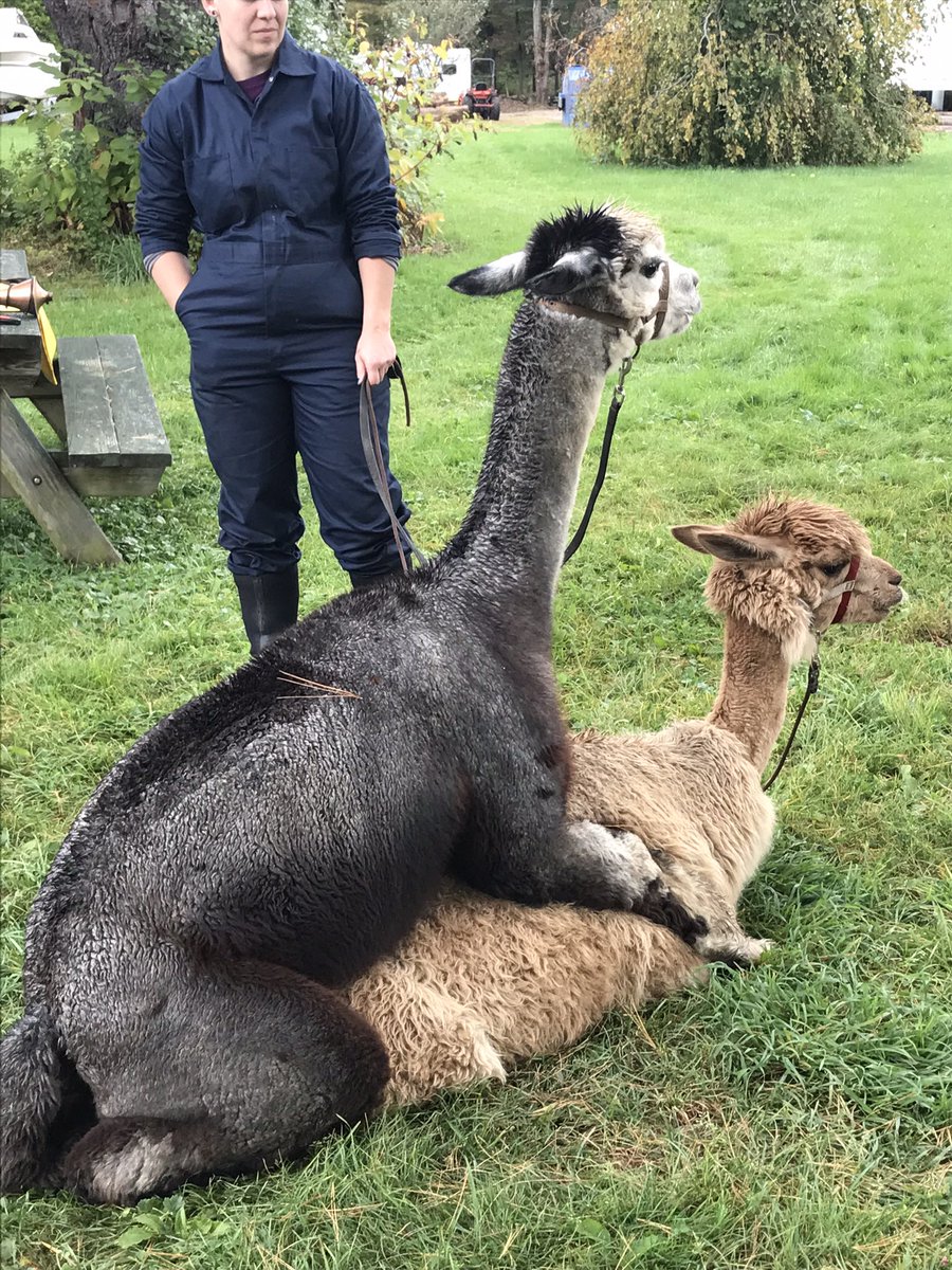 Waiting in Melbourne for my flight to Cairns on my way to #ICVM2023… wanna hear about the very strange copulation and copulatory wounding in alpacas? Come to my talk on Tuesday at 10:45!!