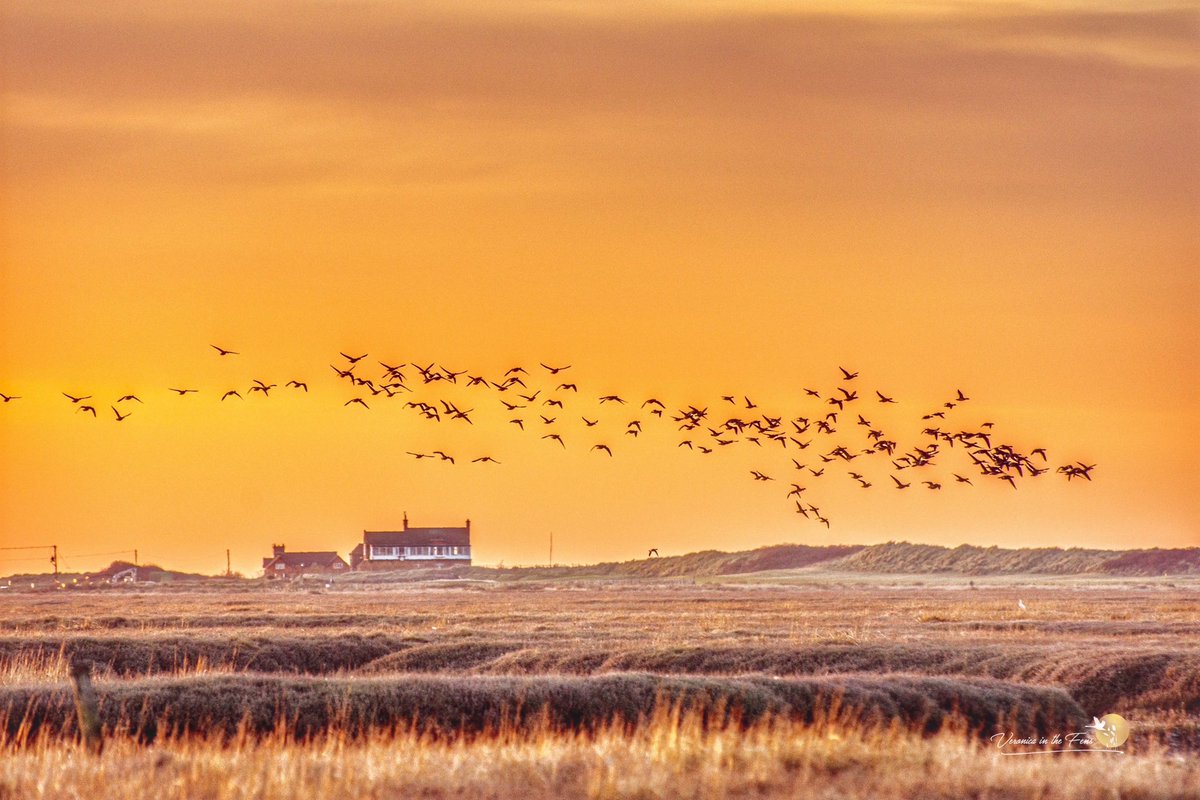 Happy Norfolk Day 🥰❤️
Always a joy to spend time in Norfolk, the scenery is wonderful and the beaches amazing! #NorfolkDay #HappyNorfolkDay #LoveNorfolk