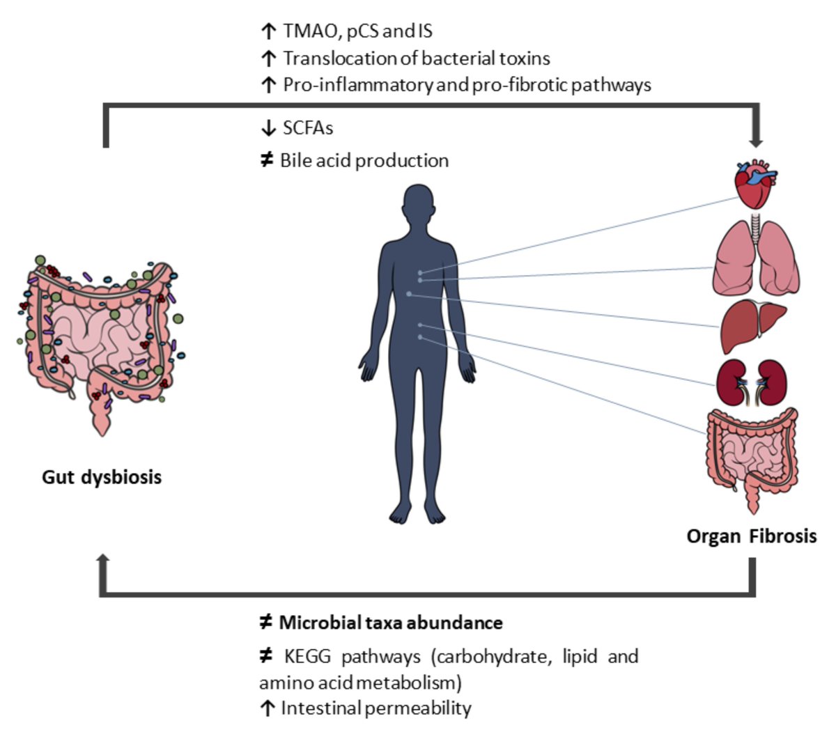 Nutrients_MDPI's tweet photo. #mdpinutrients Recommend the Editor's Choice article "Gut Microbiome and Organ Fibrosis" by Dr. Ines S. Alencastre et al. @sciency_me @NID_i3S @Symbiosispapers 
✨✨https://t.co/3PDtcLMobc https://t.co/Me3MpKSopa