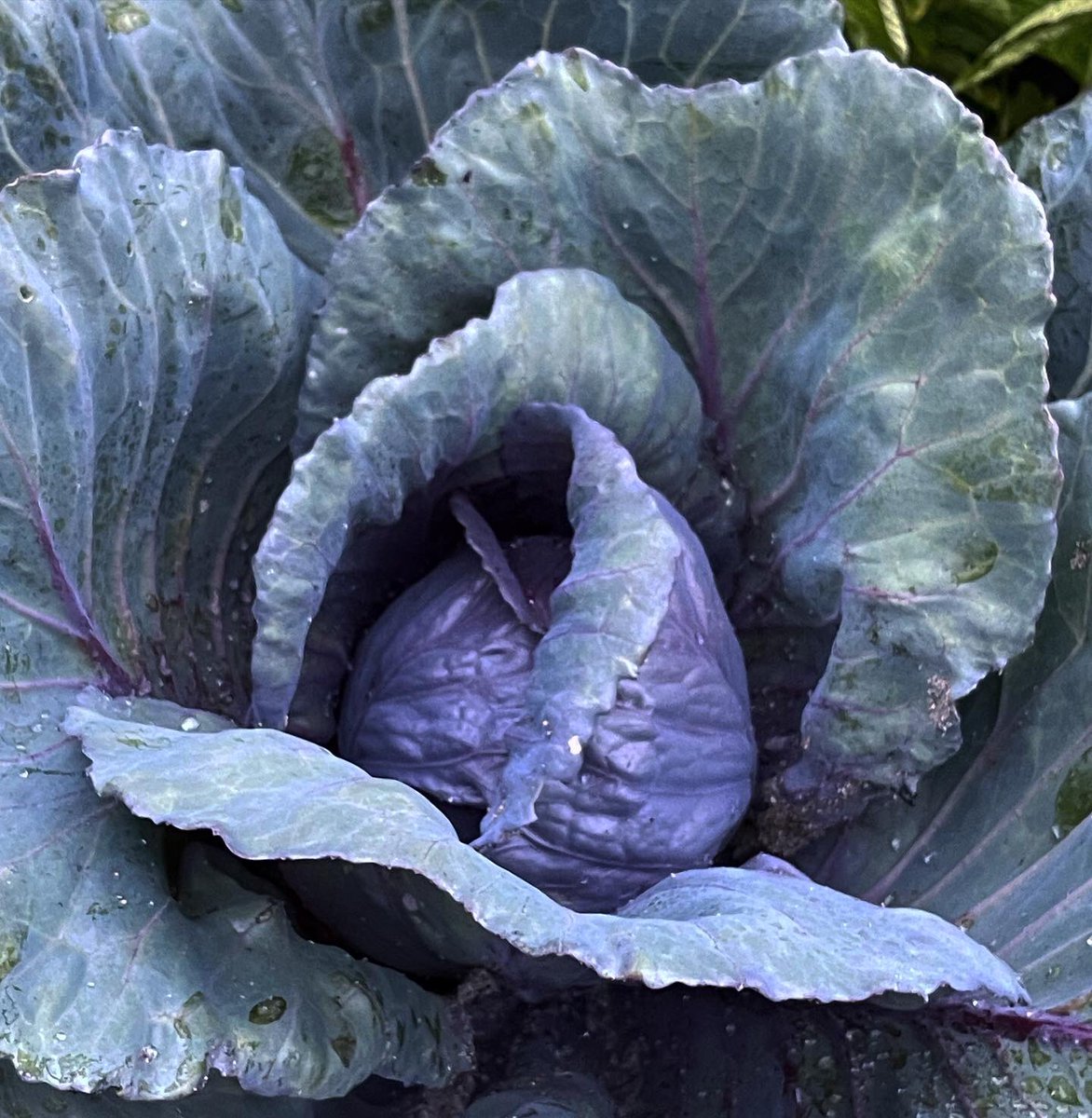 printerbill's tweet image. From my garden.