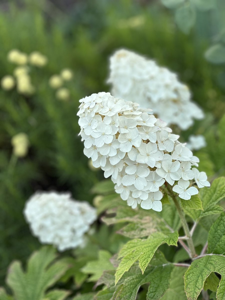 #ukraine🇺🇦 #inmygardentoday #gardenvideo #gardenflowers #flowervideo #hydrangea #hydrangeaseason #hydrangeaflowers #hydrangeaquercifolia