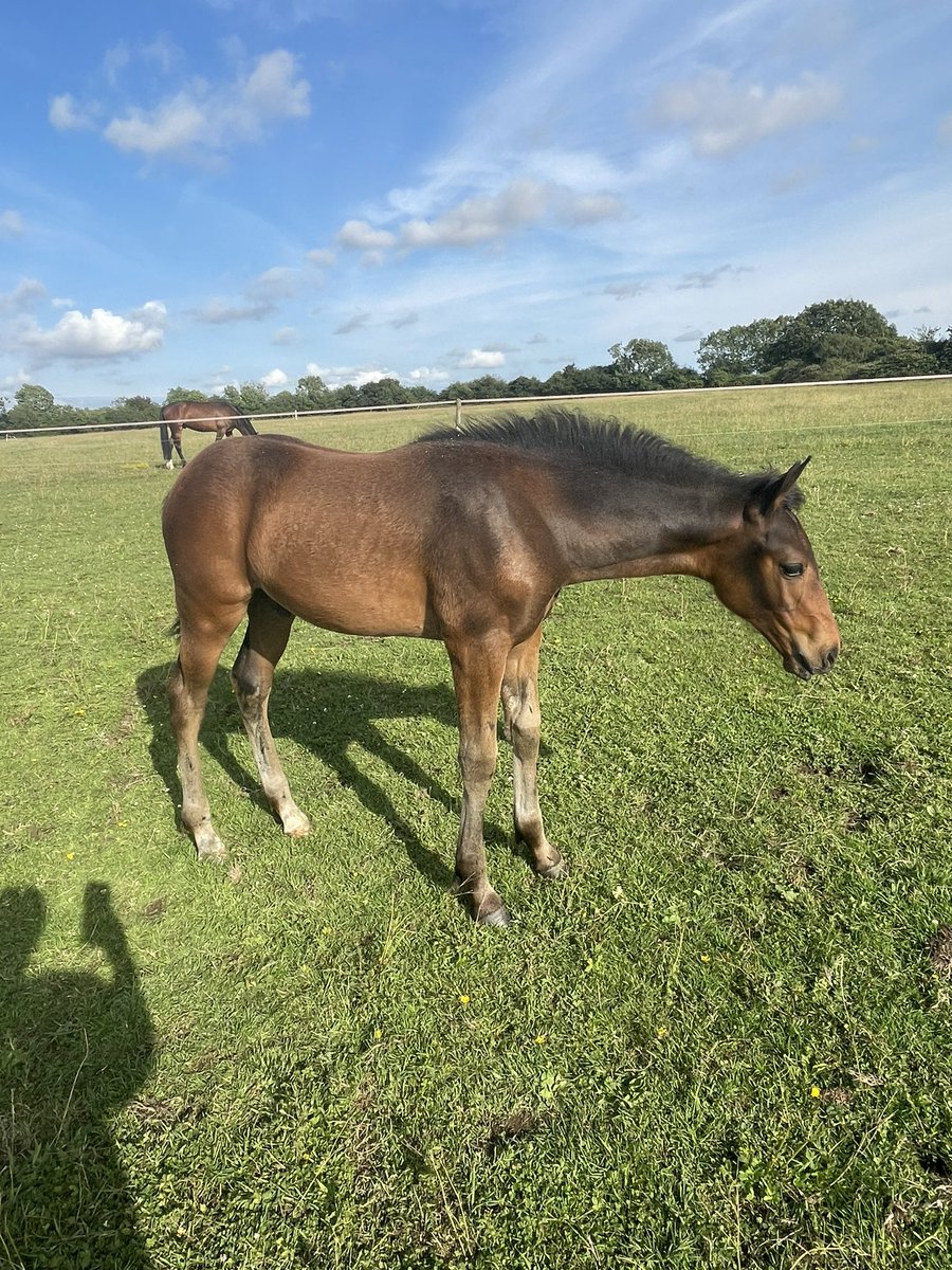 RB Weasley Aka Ronnie #justthecutest #foalspam