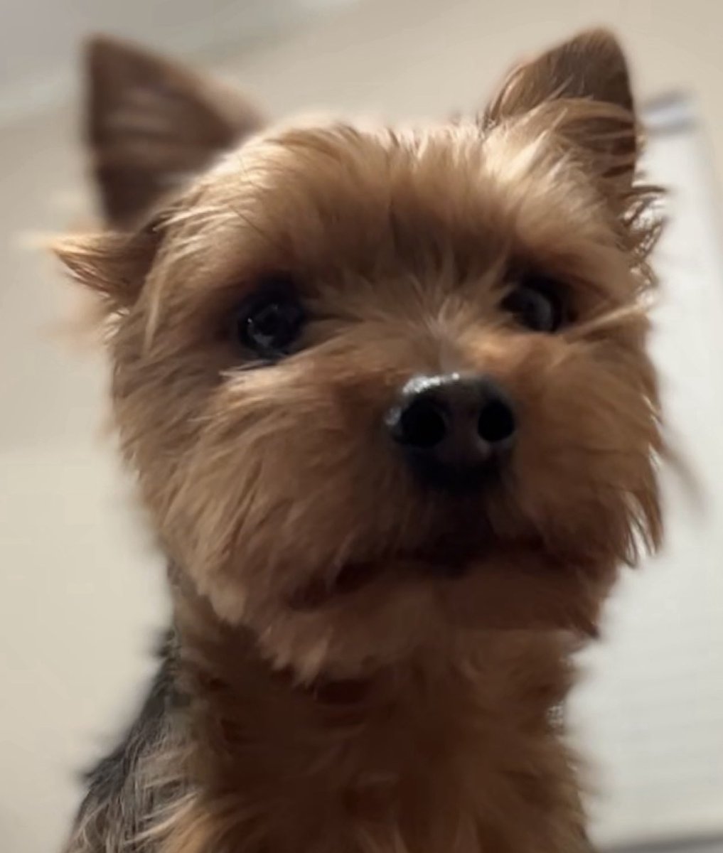 MarMar_Yo's tweet photo. @ChumpHS @PlayHearthstone Meet Winston. >The face when the newest chumpHS deck doesn’t include one amalgam band. https://t.co/9qZQZhvBJ6