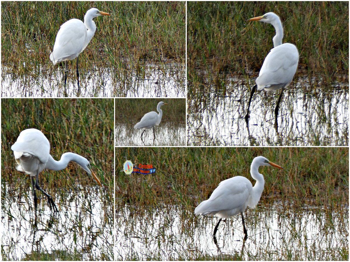 ontdekdenhelder's tweet photo. Het lijkt wel of hij #danst - #Zilverreiger #DenHelder - #vogels #birds #egretn #BirdsSeenIn2023 #natuur #nature #NaturePhotography https://t.co/7GAwXYedzn