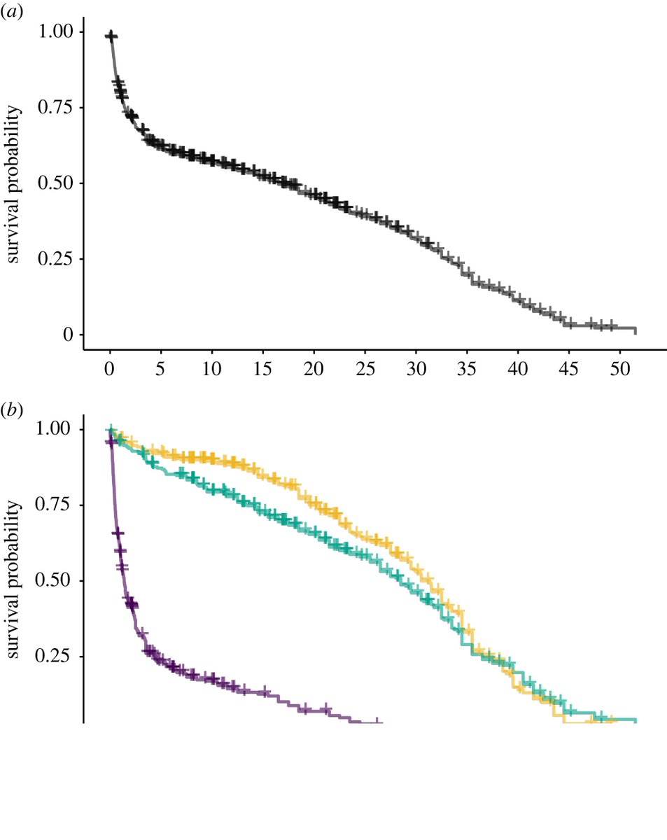 sb_dolphins's tweet image. How long do Shark Bay dolphins live? Do females outlive males? The answers and more are in our new paper - out today in @RSocPublishing
#ProcB led by @MHFMcEntee ! royalsocietypublishing.org/doi/10.1098/rs…