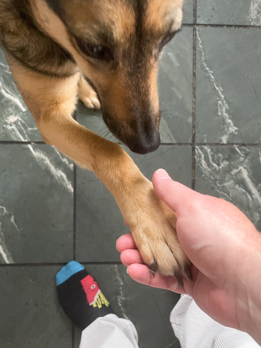 sociabledog's tweet photo. Good morning #sophiefromromania https://t.co/Ed3myut8D0