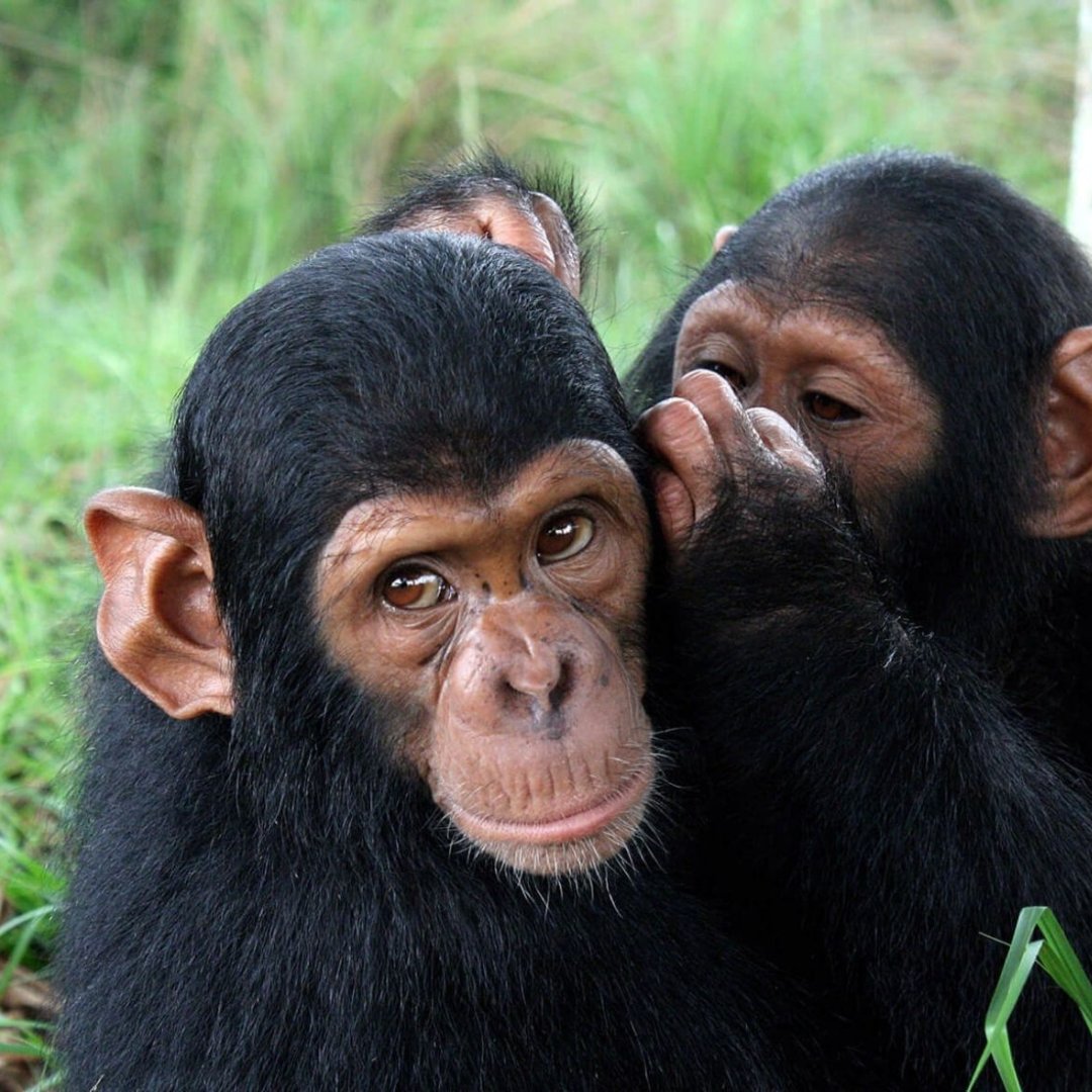 Nyungwe Forest is a beautiful rainforest, With ten of the thirteen primates.

Times for chimpanzee trekking from December and February, and about June to mid-September.

visit @ gorillatrips.net/rwanda-tours-a…

Call: +256-775-564060

info@gorillatrips.net

#TravelRwanda #chimpanzee