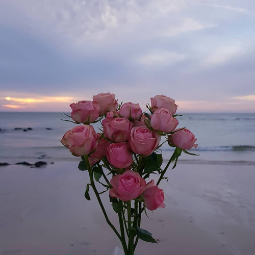 flowers_postss's tweet photo. https://t.co/6WWgbbuPli