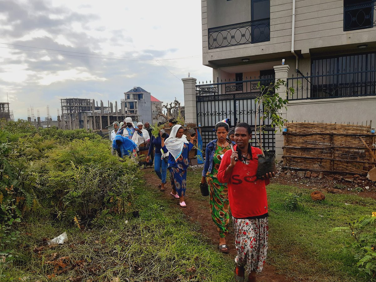 BahirdarC's tweet photo. በባህርዳር ከተማ ብልፅግና ፓርቲ የሴቶች ሊግ ጽ/ቤት ከሁሉም ክፍለ ከተሞች የሴት ሊግ አደረጃጀት ጋር በመቀናጀት በዳግማዊ ምኒሊክ ክፍለ ከተማ አዲስ አምባ ቀበሌ ችግኝ በመትከል አሻራቸውን አስቀምጠዋል። https://t.co/jCm49QSM8S