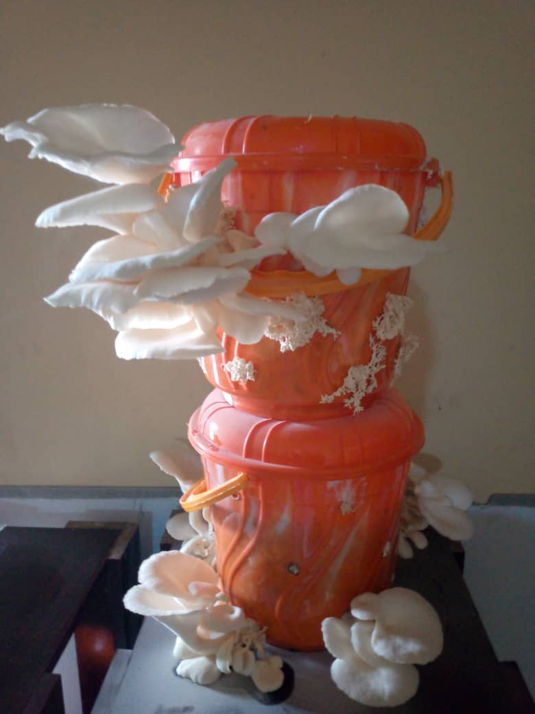 demi_farm's tweet image. Growing mushrooms at home free pdf

As a measure to ensure #foodsecurity especially among the urban dwellers, let&apos;s show you how to produce mushrooms in your bedroom or kitchen.

Drop your email or WhatsApp to get the free guide.

Retweet to share with your friends 

#UNFSS2023