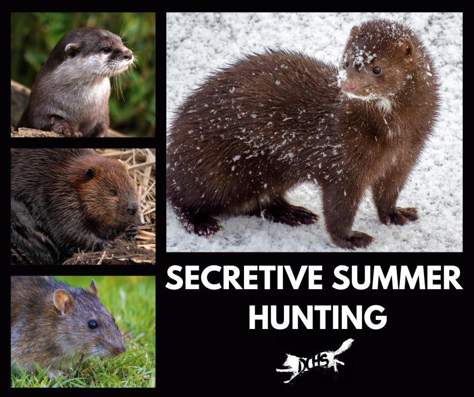 SECRETIVE SUMMER HUNTING

There's a group of people terrorising riverside wildlife in Devon that call themselves the Culmstock Mink Hunt.

1/6