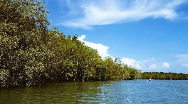 vkChirutha's tweet image. On this International Mangrove Day, Aim is to raise awareness of significance of mangrove ecosystems. Mangroves are very unique, Special and Vulnerable ecosystem. Let us all pledge to promote solutions for their sustainable

#MangroveDay🌲🌴🌿🍁🌳🥀
#SaveMangroves 
#SaveEcosystem