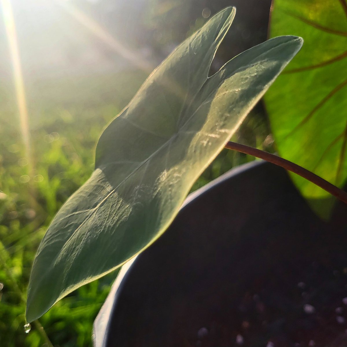 #playingwithlight #NaturePhotography #elephantears