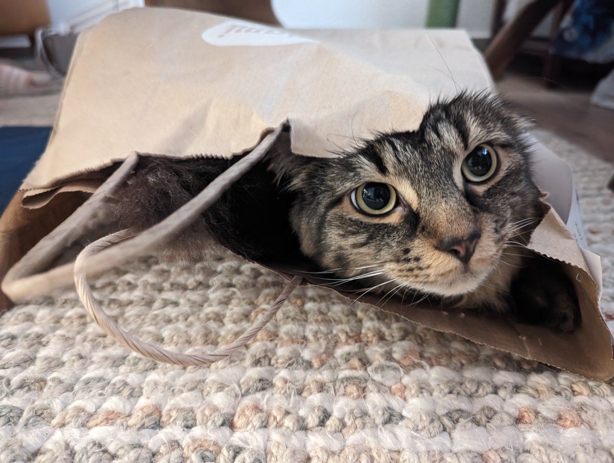 JamiePom's tweet photo. @ChumpHS @PlayHearthstone Cheers for the videos, Chump. 

Arbitrary picture of my cat. https://t.co/QfGgbSccUU
