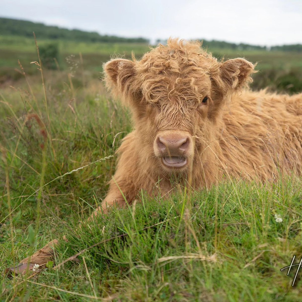 cowlovers4's tweet photo. https://t.co/Iu1lM4C2sj