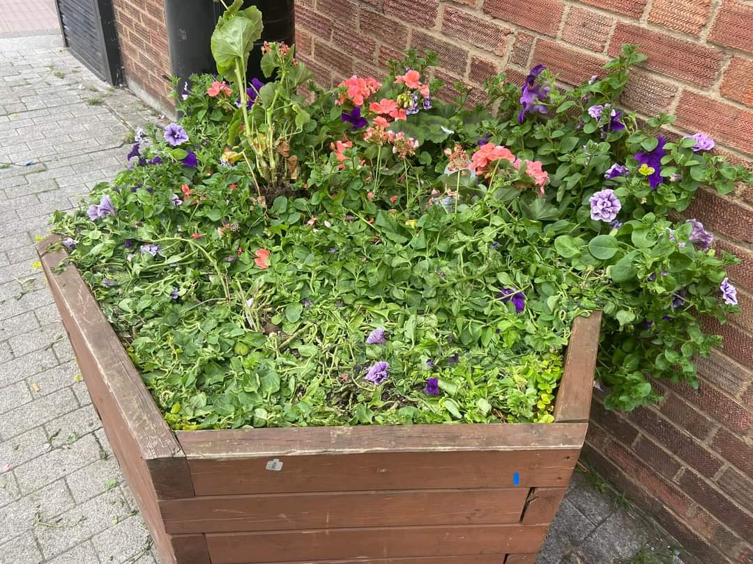 wickfordInBloom's tweet image. The plants in every planter in market lane have been destroyed!!! Shocking behaviour from the minority in our town
CCTV opposite so we have sent details to @EssexPoliceUK
Public money pays for them &amp;amp; volunteers time to make it happen
@Wickford_News @Essex_Echo @BasildonCouncil
