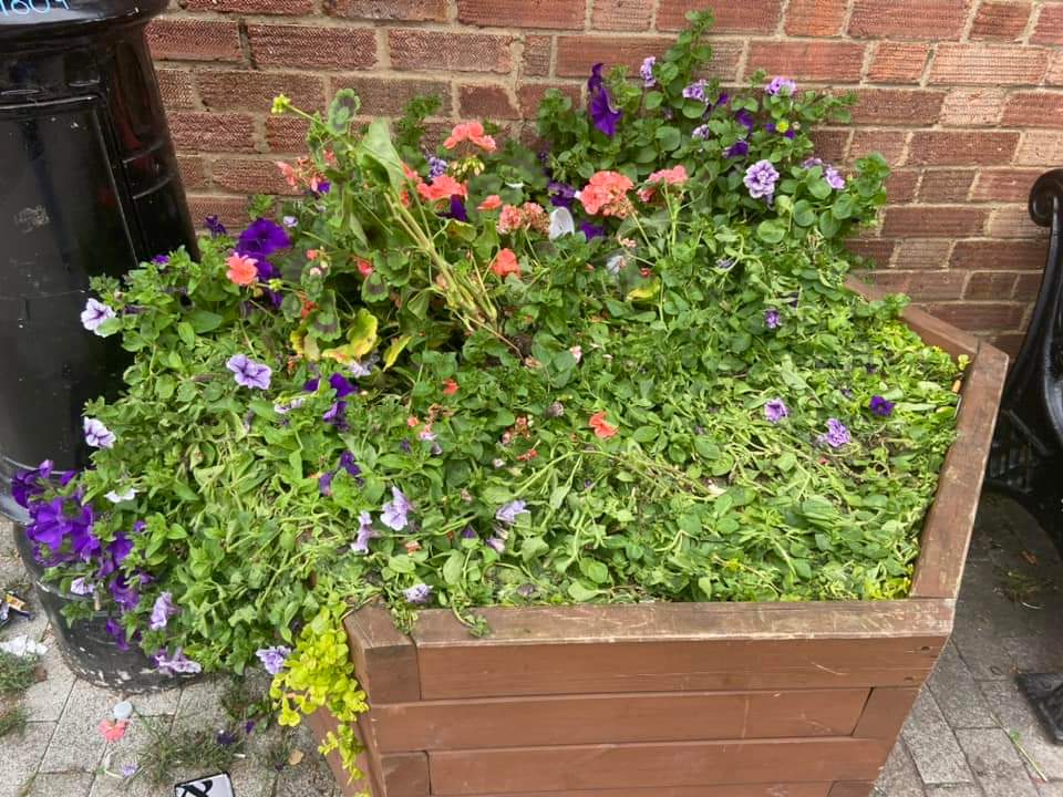 wickfordInBloom's tweet image. The plants in every planter in market lane have been destroyed!!! Shocking behaviour from the minority in our town
CCTV opposite so we have sent details to @EssexPoliceUK
Public money pays for them &amp;amp; volunteers time to make it happen
@Wickford_News @Essex_Echo @BasildonCouncil