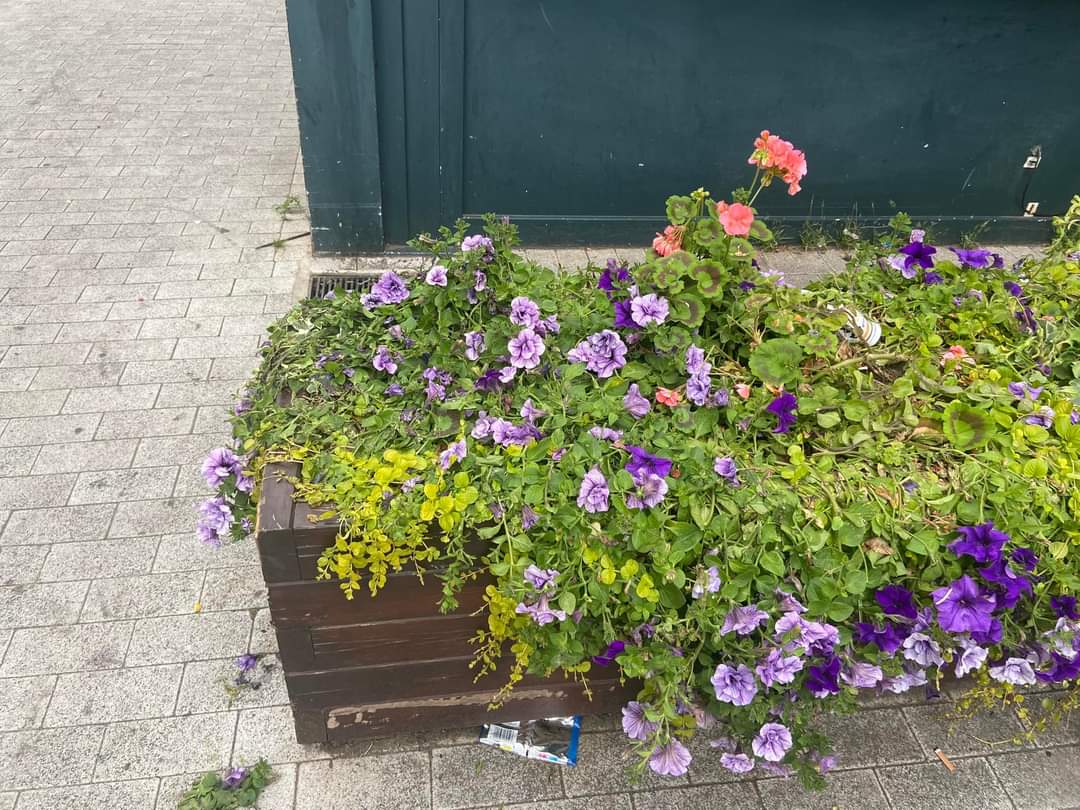 wickfordInBloom's tweet image. The plants in every planter in market lane have been destroyed!!! Shocking behaviour from the minority in our town
CCTV opposite so we have sent details to @EssexPoliceUK
Public money pays for them &amp;amp; volunteers time to make it happen
@Wickford_News @Essex_Echo @BasildonCouncil