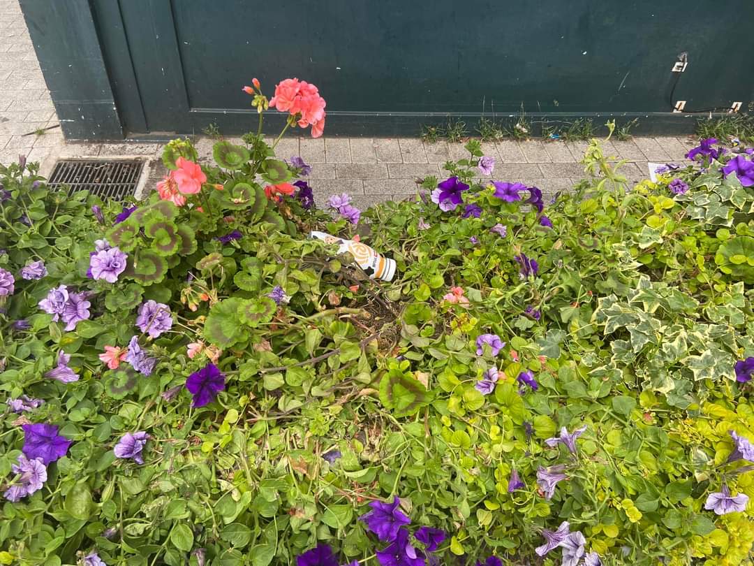 wickfordInBloom's tweet image. The plants in every planter in market lane have been destroyed!!! Shocking behaviour from the minority in our town
CCTV opposite so we have sent details to @EssexPoliceUK
Public money pays for them &amp;amp; volunteers time to make it happen
@Wickford_News @Essex_Echo @BasildonCouncil