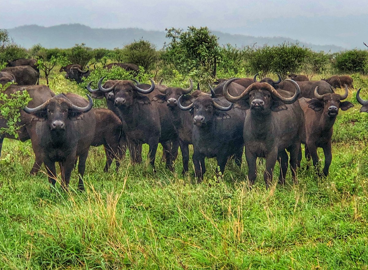 Caption this!⁠⠀
.⁠⠀
.⁠⠀
.⁠⠀
.⁠⠀
#buffalo #thursdayvibes #needlessafarilodge #loveafrica #africalove #meetsouthafrica #thisissouthafrica #instasouthafrica #africanwildlife #naturephotography #wildandfree