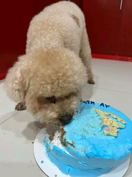 Happy 6th Furday Sparky-ya! We love you so much! 🎉❤️

(Nag sorry naman na si kuya rider about sa cake 😅)

Repost from @lukeconde07 

#lukeconde  || #lukecondeultimate