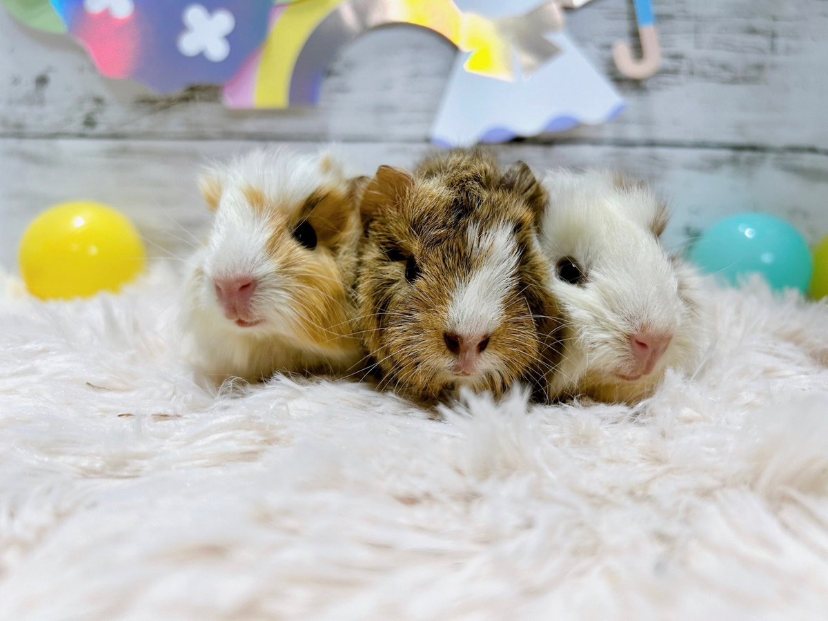 puipui_cavys's tweet photo. 新入りさんのご紹介✨
アビシニアンの女の子🐹💕

#モルモット https://t.co/NDcu7H2wXI