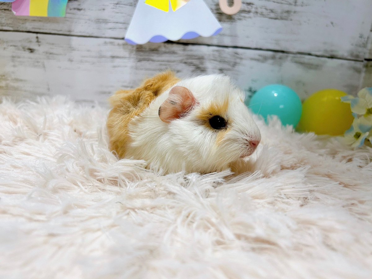 puipui_cavys's tweet photo. 新入りさんのご紹介✨
アビシニアンの女の子🐹💕

#モルモット https://t.co/NDcu7H2wXI