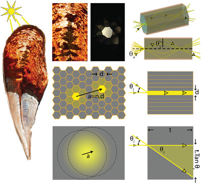 I 🩷 this paper! We show that the shells of 🐚Pinna Nobilis have unusual optical properties: each prism acts as an optical fiber guiding the light to the inner shell cavity by total internal reflection ⚡️ @shahrouzamini @bis_was_here @KyoohyunK @BM_MPICI @MPI_light @mpiib_berlin