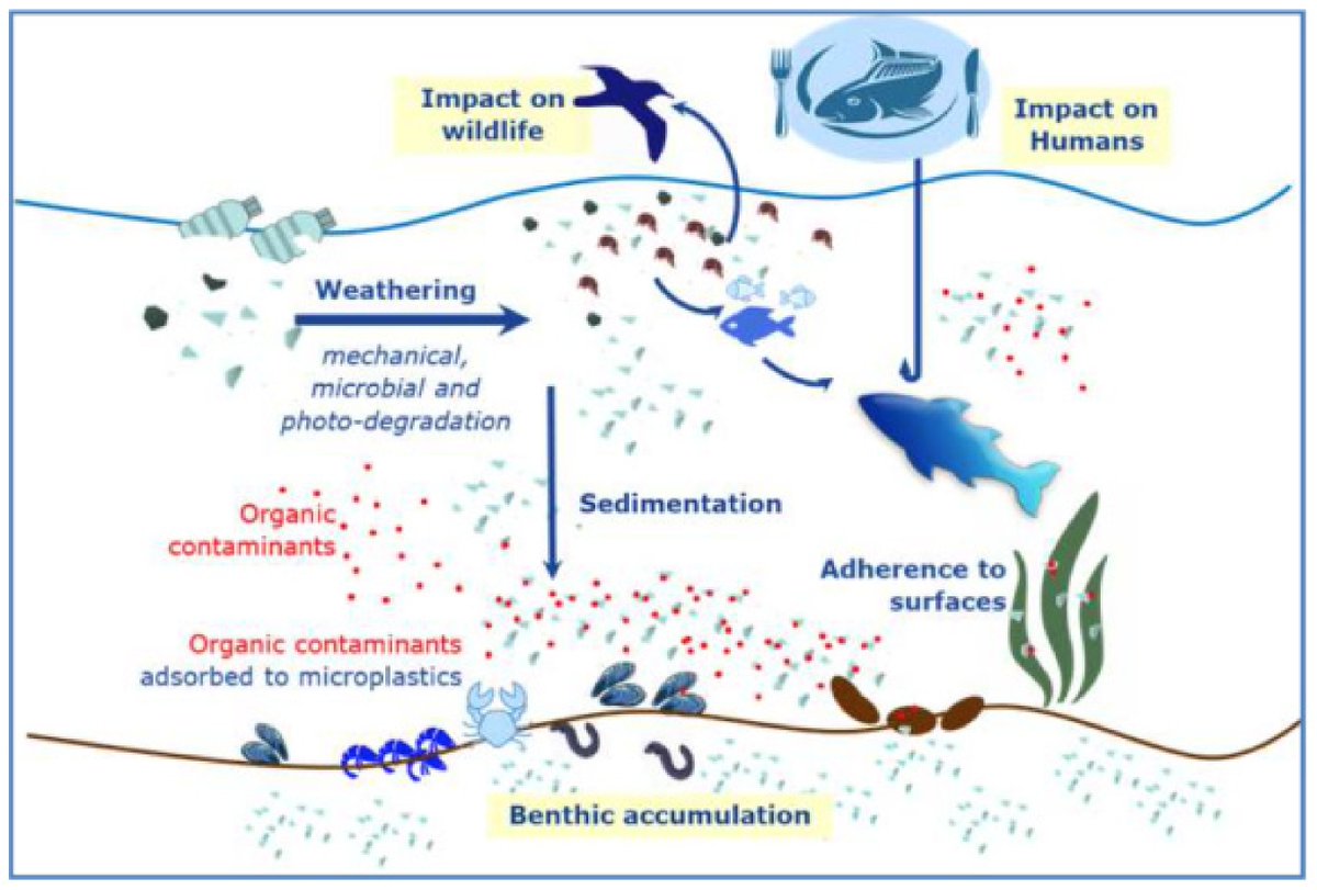 #HighlyCitedPaper #ReviewArticle

The Dual Role of #Microplastics in #MarineEnvironment: Sink and Vectors of #Pollutants mdpi.com/1143930 #mdpijmse via @JMSE_MDPI
 
#oceans #vehiculation #bioaccumulation #persistentorganicpollutants