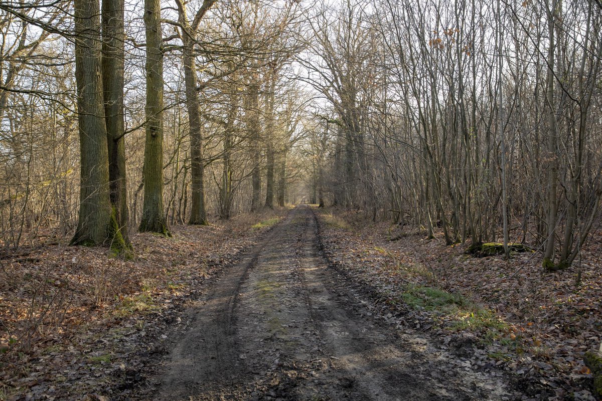 🔽 D'ici fin 2023, l'entrée du #BoisSaintMartin sera déplacée au niveau du rond-point situé à l'angle de l'avenue du #BoisSaintMartin et de l'avenue #LucienSalles, qui a été récemment réaménagé. Elle sera plus visible et accessible depuis la gare.