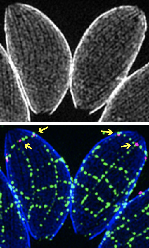 RossWaller3's tweet image. Like knights of old, Toxoplasma wears a suit of armoured plates. But both share a problem, how to release internal payloads when it’s time? Toxo secretes dense granules as post-invasion weapons that control their hosts. But how do they get out?
(1/6)
biorxiv.org/cgi/content/sh…