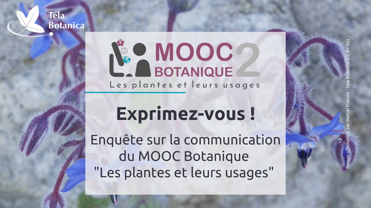 MOOC TelaFormation tweet media