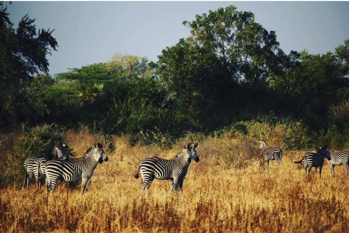 A dazzle of zebras #lakemanze #NyerereNationalPark #ExSelousGameReserve #Selous #wildlifephotography #wildlife #tanzaniatourism #zebra