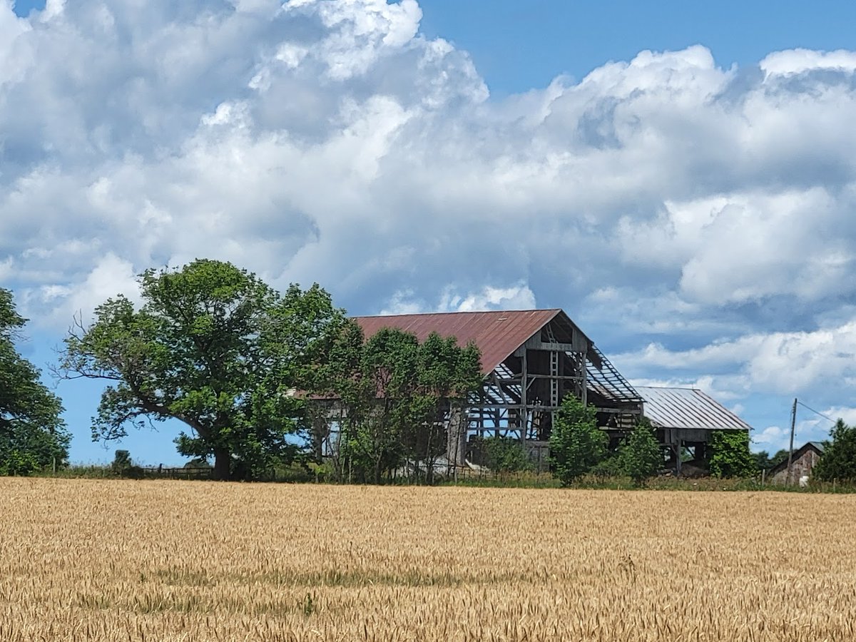 #GreyCounty landscapes.
The old bank barns dot the Grey County landscape. Some are in better shape than others. They are testaments to the folk who settled in this area and built these impressive structures. 
#OntAg #Agriculture