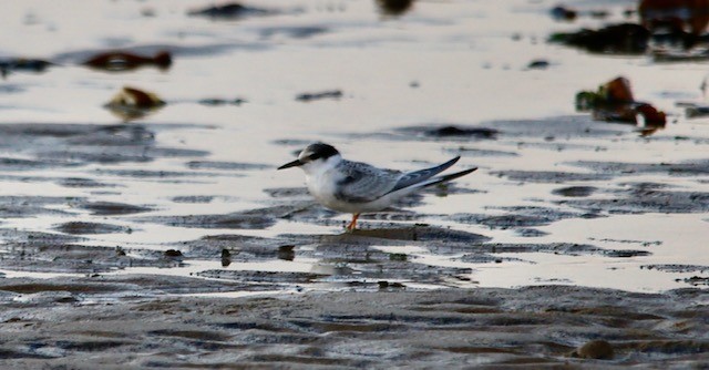 tynetotees's tweet photo. LITTLE TERN UPDATE - SEATON CAREW!📷
The Little terns have left Seaton Carew!  But it's such great news to hear that at least 125 Little tern chicks have fledged, 80 of which have been ringed, plus 25 Ringed plover chicks have also hatched and left the site too. https://t.co/WooXNlftqY