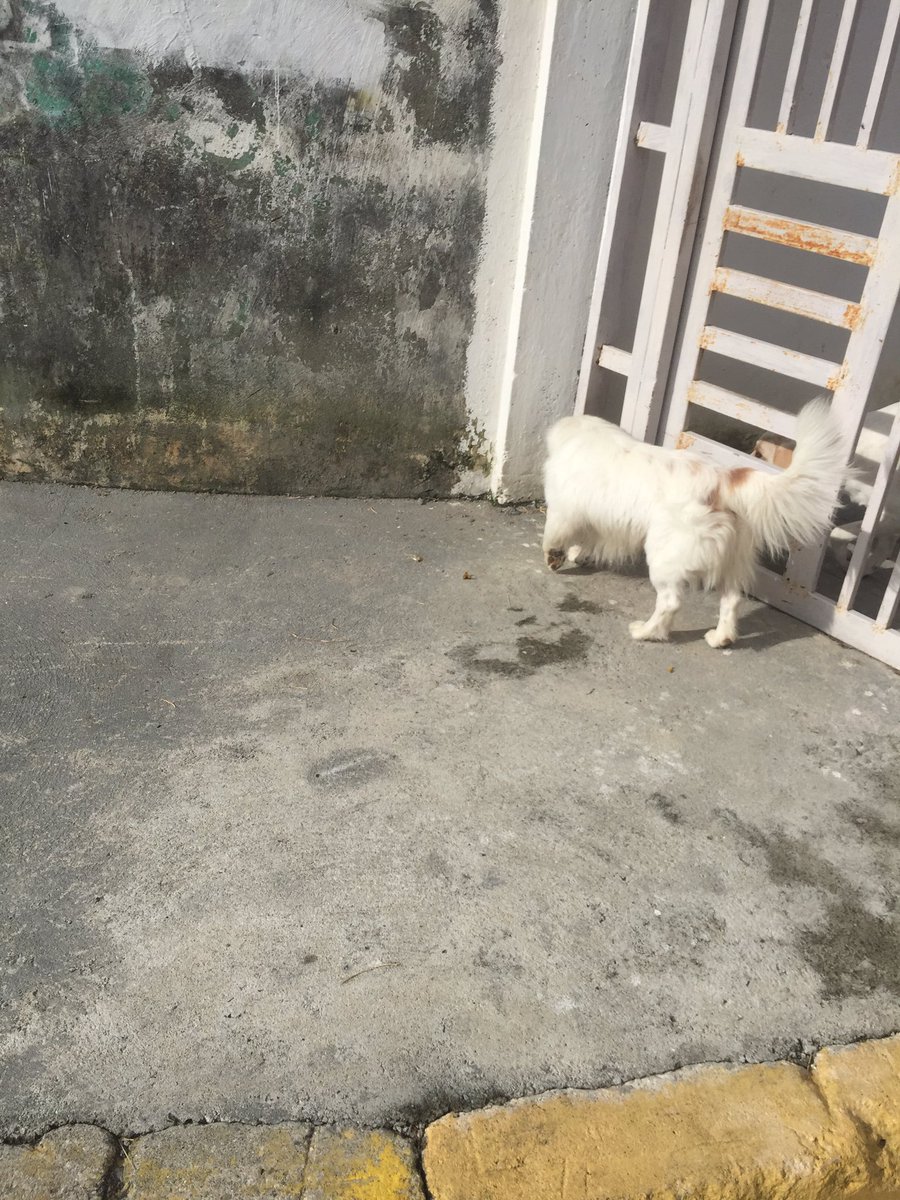 zuchip's tweet photo. @protectoraASN @amamerida @meridaaldia este perrito parece extraviado, favor difundir https://t.co/hwkuCHcpHu