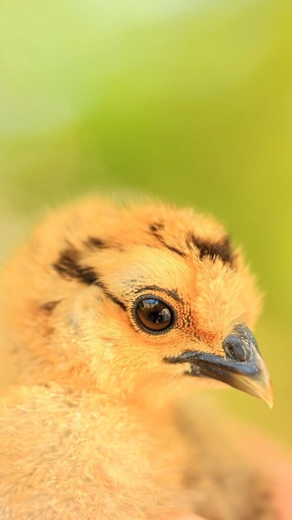 pocketmacro's tweet image. We’re up to 24 happy chickens now 😁 they’re all so cute and fine! We can’t wait for the little ones to get big so we can see how they act 😁 #chickens #fluffychickens #silkies #silkiechickenshttps://instagr.am/reel/CvM2mS5xlcf/