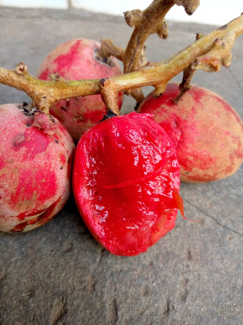 dgfpet's tweet photo. #fruta forestal de la #gastronomía de #GuineaEcuatorial muy apreciada en la región continental conocida en español como Uvas de variante gorda más conocida como "Anvut" o "nvut". Se trata de una fruta jugosa, dulce con un toque agrio.
@agrotur_ge @UNWTO https://t.co/4bPAyALaKw