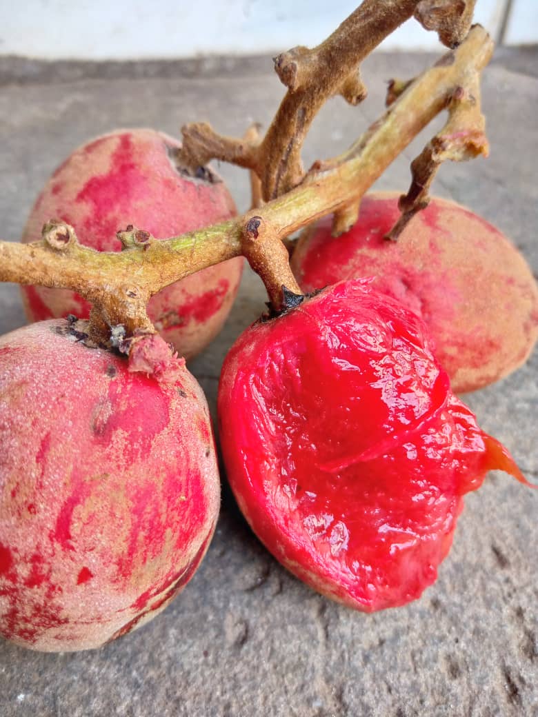 dgfpet's tweet photo. #fruta forestal de la #gastronomía de #GuineaEcuatorial muy apreciada en la región continental conocida en español como Uvas de variante gorda más conocida como "Anvut" o "nvut". Se trata de una fruta jugosa, dulce con un toque agrio.
@agrotur_ge @UNWTO https://t.co/4bPAyALaKw