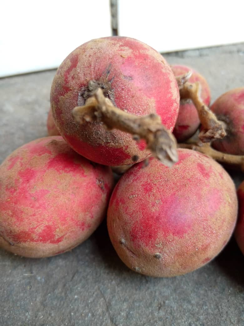dgfpet's tweet photo. #fruta forestal de la #gastronomía de #GuineaEcuatorial muy apreciada en la región continental conocida en español como Uvas de variante gorda más conocida como "Anvut" o "nvut". Se trata de una fruta jugosa, dulce con un toque agrio.
@agrotur_ge @UNWTO https://t.co/4bPAyALaKw