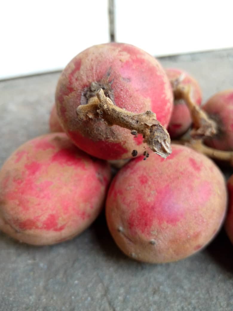 dgfpet's tweet photo. #fruta forestal de la #gastronomía de #GuineaEcuatorial muy apreciada en la región continental conocida en español como Uvas de variante gorda más conocida como "Anvut" o "nvut". Se trata de una fruta jugosa, dulce con un toque agrio.
@agrotur_ge @UNWTO https://t.co/4bPAyALaKw