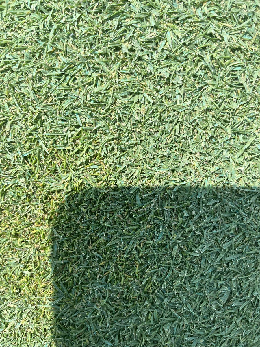 TCoke2266's tweet image. @StewardsofTurf Musketeer PGR performing on a putting surface in Central Ohio. Look at all that bentgrass! Sorry about the shadow. @KBriscoePhD #turf