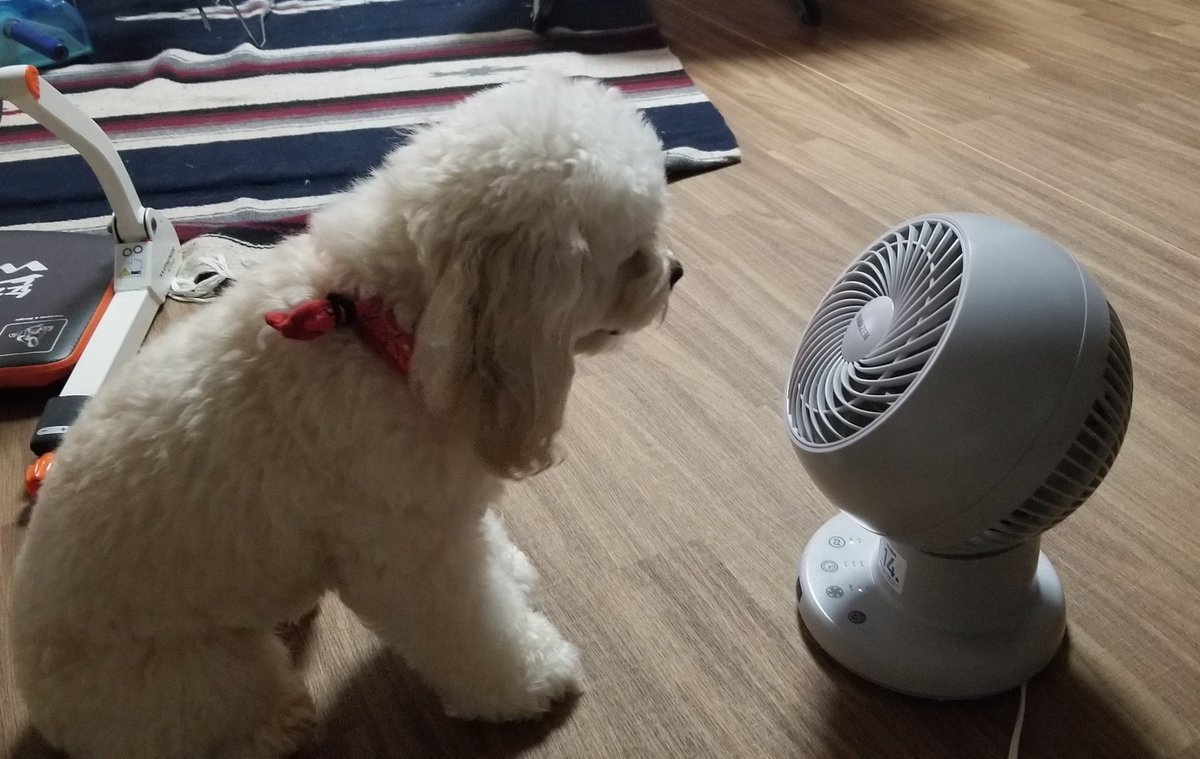 Nonk_oo7's tweet photo. ビクター犬ではありません…
暑いだけっす。 https://t.co/0LpHeMAOL4