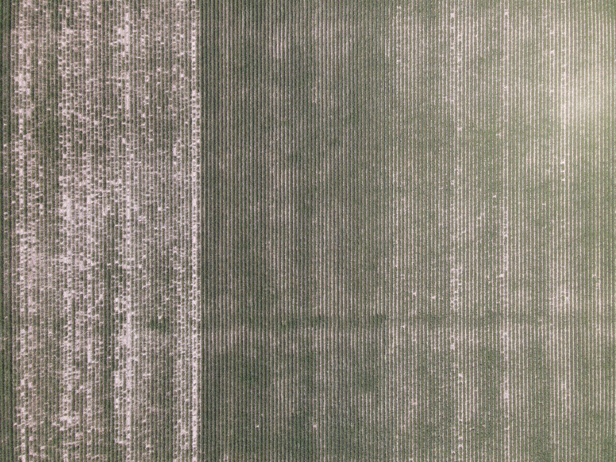 thefarmerslife's tweet photo. Soybean pops. 40k vs 200k planted on tailgate. 40 single plant way more yield potential, but didn't all come up. 40 is the red strip on @FieldView map. Back that up with a drone shot of 40 on the left, 200 middle, 80 on right. Anxious to harvest! #fieldviewpartner #lowpopmafia https://t.co/39RljjocFs
