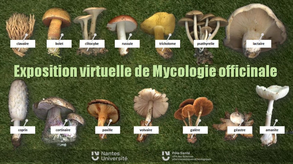 UNESSfr's tweet photo. 🍄 Inscrivez-vous pour le « #MOOC Champignons 2023 », formation gratuite disponible sur uness formations libres et découvrez l’expo virtuelle sur la mycologie officinale : https://t.co/0Lj6KPsnd9
@MOOCChampignons

📅Début des cours le 4 octobre 2023 https://t.co/4IRJKvl5OI