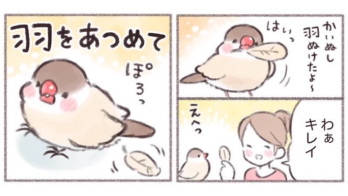 羽をあつめて🪶(1/2)

#文鳥 #漫画が読めるハッシュタグ 