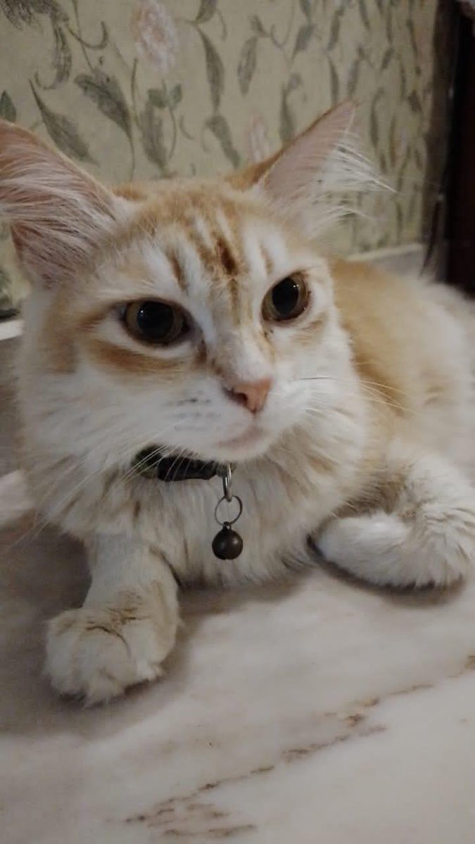 fatin4869's tweet photo. Hi, kucing saya nama tupai (kucing betina) hilang sejak selasa lepas (18/7/2023) lokasi terakhir di Lorong Sungai Ranting 1, Expo,  Kamunting,  Perak. Tupai memakai rantai warna hijau. Kalau ada sesiapa nampak tolong contact saya. Dia jarang main jauh-jauh ni 😭😭 https://t.co/hFD2BlKeBH
