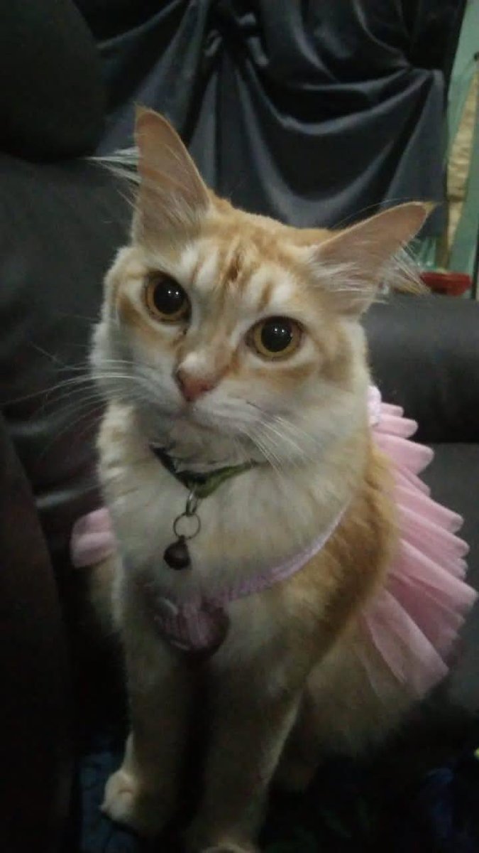 fatin4869's tweet photo. Hi, kucing saya nama tupai (kucing betina) hilang sejak selasa lepas (18/7/2023) lokasi terakhir di Lorong Sungai Ranting 1, Expo,  Kamunting,  Perak. Tupai memakai rantai warna hijau. Kalau ada sesiapa nampak tolong contact saya. Dia jarang main jauh-jauh ni 😭😭 https://t.co/hFD2BlKeBH
