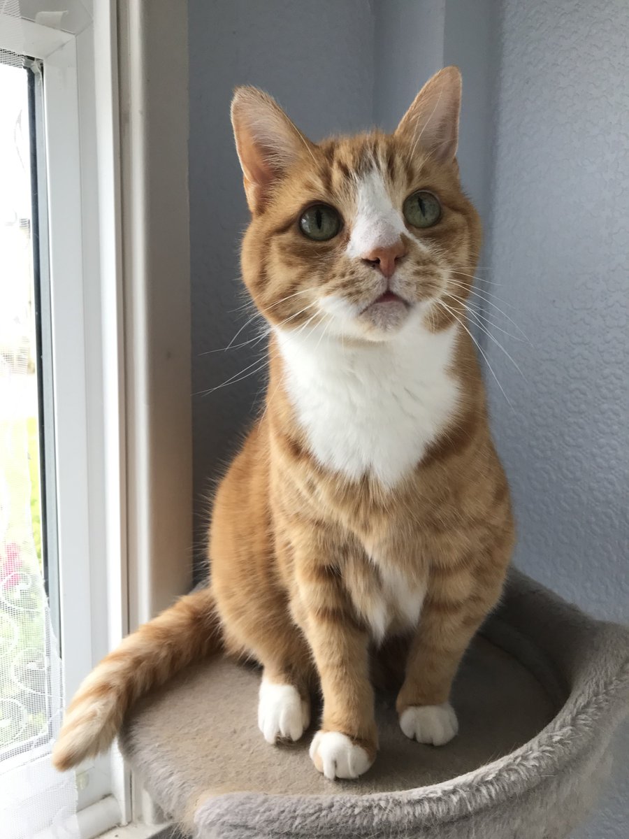 Cats Protection Purley Charity Shop (@cppurleyshop) on Twitter photo It's time to announce #CatoftheWeek🥳
This week, we've chosen the lovely Phoebe, who is sitting like a Queen at the top of her cat tower!👑
<a href="/starbuckssue/">💜Tia 🧡Phoebe 😇❤️Angel Plum 😇💙Angel Boo ⛅️🌈⛅️</a>
Thank you so much to everyone who has entered, we will be announcing next week's competition tomorrow morning! #CatsLover It's time to announce #CatoftheWeek🥳
This week, we've chosen the lovely Phoebe, who is sitting like a Queen at the top of her cat tower!👑
<a href="/starbuckssue/">💜Tia 🧡Phoebe 😇❤️Angel Plum 😇💙Angel Boo ⛅️🌈⛅️</a>
Thank you so much to everyone who has entered, we will be announcing next week's competition tomorrow morning! #CatsLover